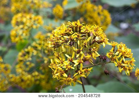 Roldana petasitis plant with flowers. Velvet groundsel