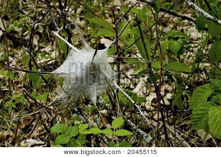 Nest Caterpillar tenda orientale