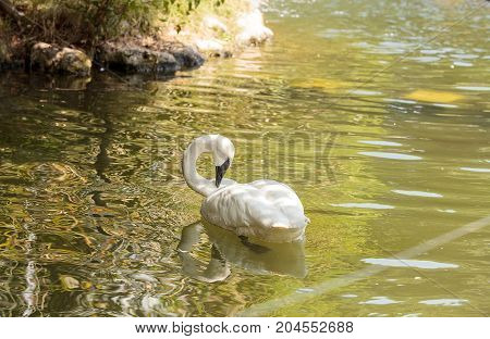 Trumpeter Swan Cygnus Buccinators