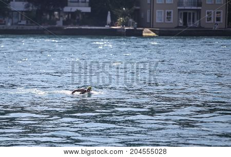 Samsung Bosphorus Cross Continental Swimming Competition 2017