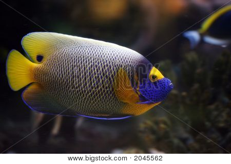 Euxiphipops Xanthometapon