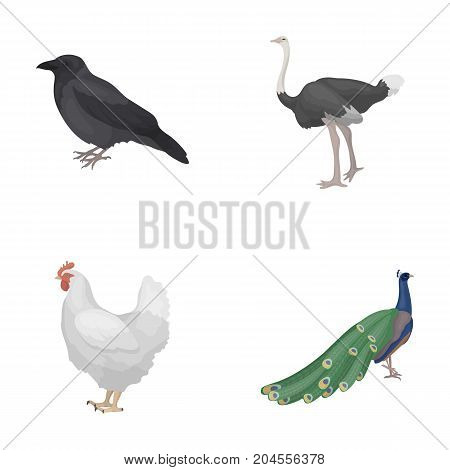 Crow, ostrich, chicken, peacock. Birds set collection icons in cartoon style vector symbol stock illustration .