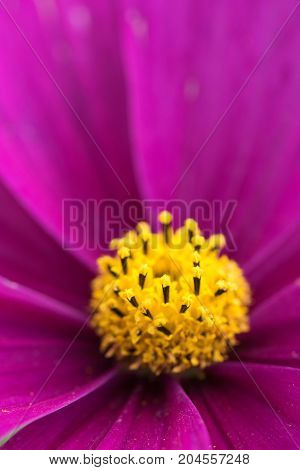 an amazing macro shot of a lovely colourful flower.