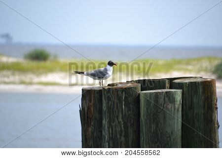 laughing gull perched on a pillar in the Gulf of Mexico