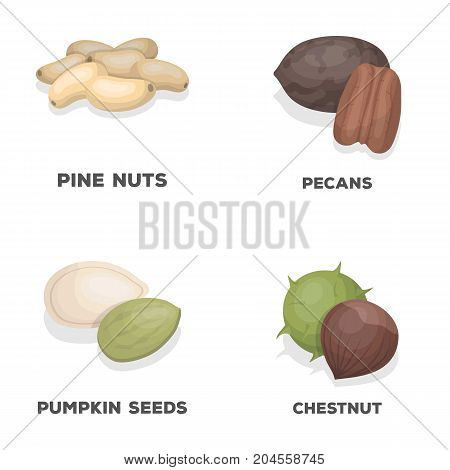 Pecan, pine nut, pumpkin seeds, chestnut.Different kinds of nuts set collection icons in cartoon style vector symbol stock illustration .