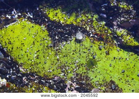 Comunità subacquea marea del mare Atlantico nel New England durante il loro famoso autunno