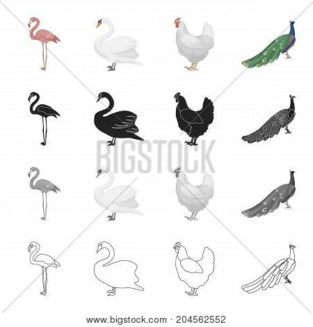 Pink flamingo, swan, domestic bird chicken, peacock. Bird set collection icons in cartoon black monochrome outline style vector symbol stock illustration .