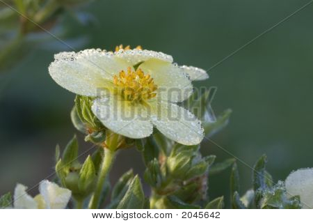 Dug på blomst
