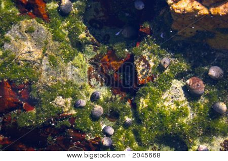 Comunità subacquea marea del mare Atlantico nel New England durante il loro famoso autunno