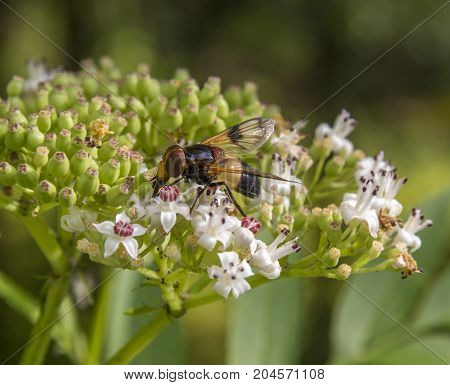 hoverfly named Pellucid Fly resting on a flower head in natural bacl
