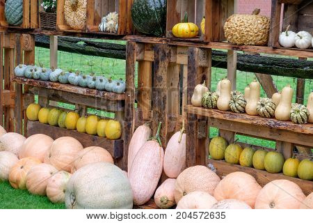 nice garden in Germany with a lot of pumpkins