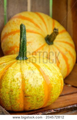nice garden in Germany with a lot of pumpkins