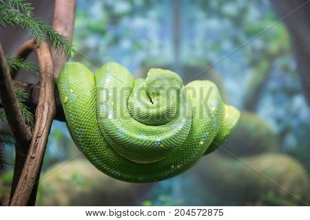 A Green Tree Python On The Tree