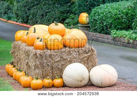 nice garden in Germany with a lot of pumpkins