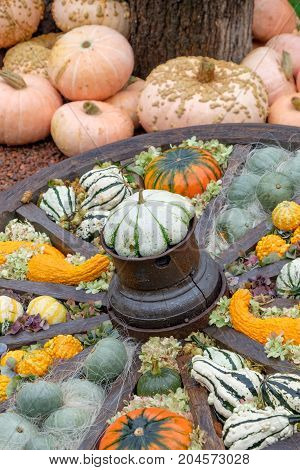 nice garden in Germany with a lot of pumpkins
