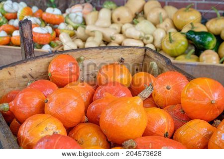 nice garden in Germany with a lot of pumpkins