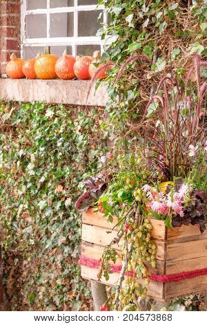 nice garden in Germany with a lot of pumpkins