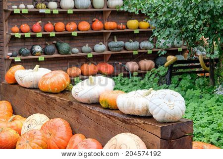 nice garden in Germany with a lot of pumpkins