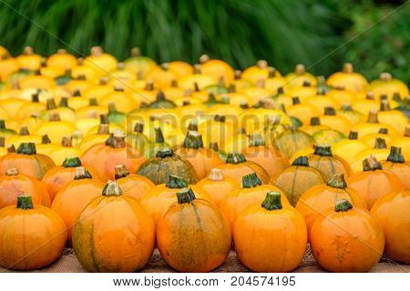 nice garden in Germany with a lot of pumpkins