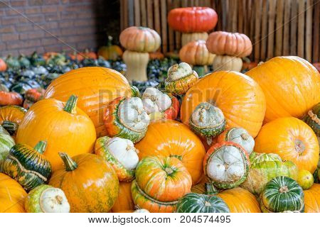 nice garden in Germany with a lot of pumpkins