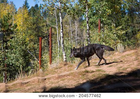 American Wolf
