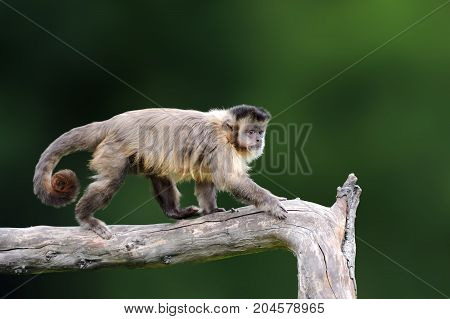 Capuchin, Monkey Sitting On The Tree Branch In The Dark Tropic Forest