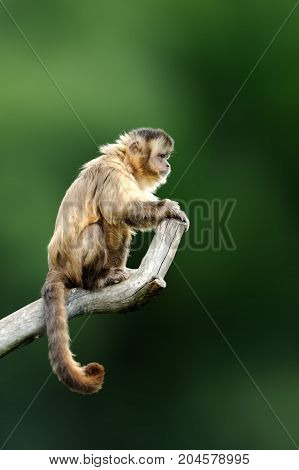 Capuchin, Monkey Sitting On The Tree Branch In The Dark Tropic Forest