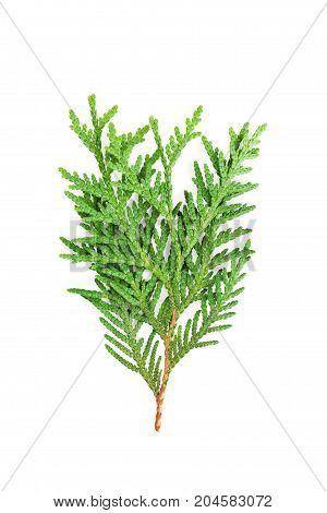 Young sprout of green thuja or arborvitae isolated on white background.