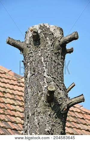 Truncated tree trunk next to a house roof