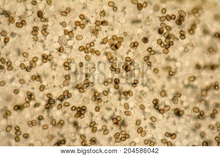 full frame micrography showing a mushroom lamella detail with lots of spores