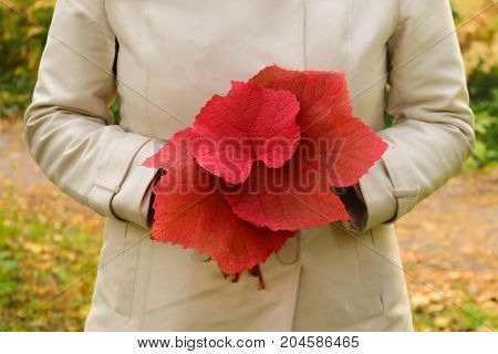 Woman in white jacket holding bouquet of large red fallen grapes leaves in her hands. Autumn story in park. Blur background.