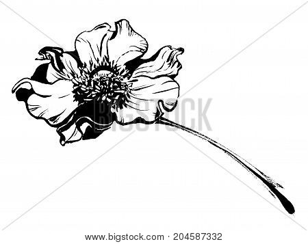 Hand drawn delicate anemone flower calligraphy style