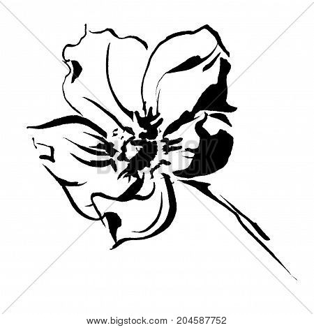 Hand drawn delicate anemone flower calligraphy style