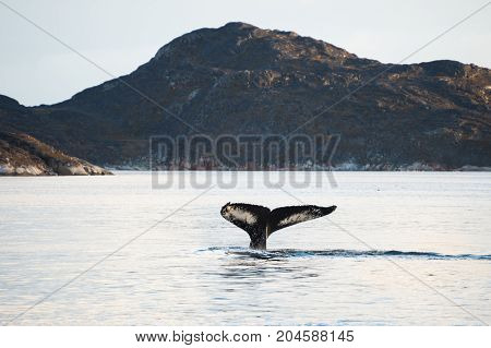 Humpback whale tail Atlantic ocean western Greenland