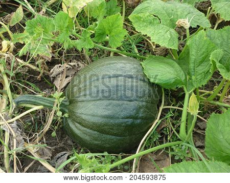 pumpkin green on halloween in a ripe field