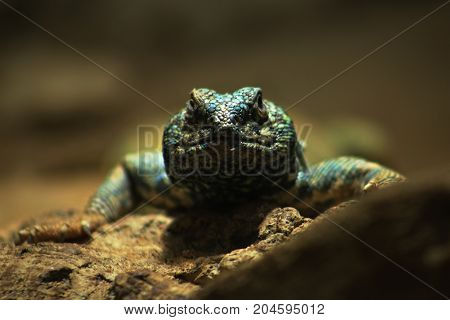 Uromastyx ornata, commonly called the ornate mastigure, is a species of lizard in the family Agamidae. The species is endemic to the Middle East.