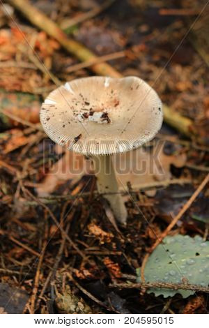Gymnopus peronatus/ This is inedible mushroom - gymnopus peronatus.