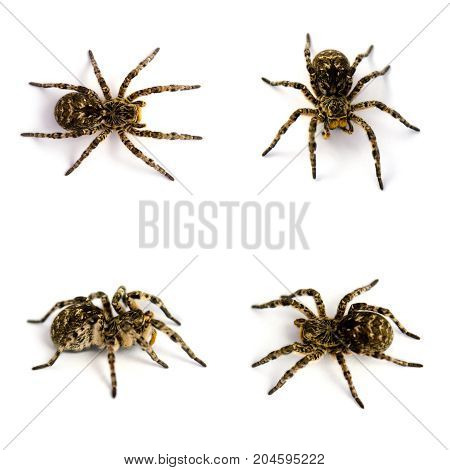 Set of Lycosa singoriensis black terrible hair tarantulas isolated on white background