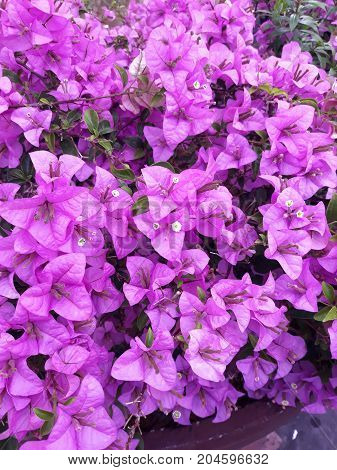 bougainvillea flower.