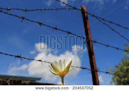 The lotus beside the fence provides a pleasant and shady atmosphere.