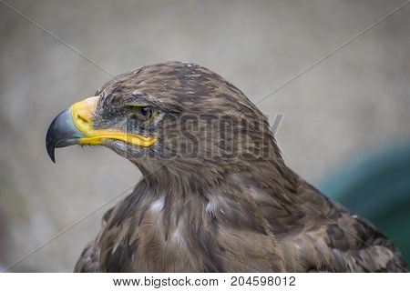 Young hawk in captivity in zoo in summer day