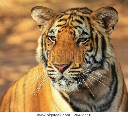 Közeli kép: tigris