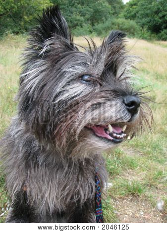 Cairn Terrier