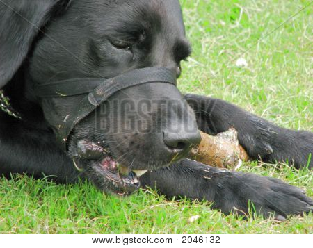 Preto Labrador Retriever