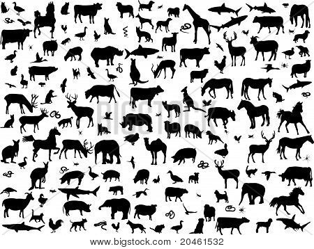 diversi animali