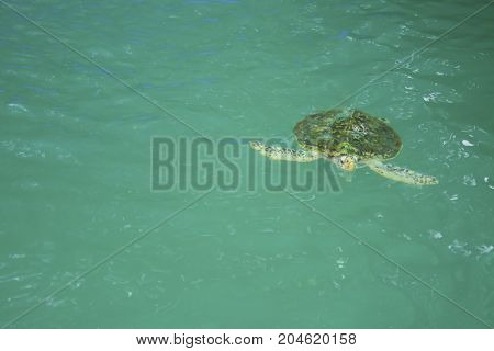 Giant sea turtle is swimming in a turtle conservation tank.