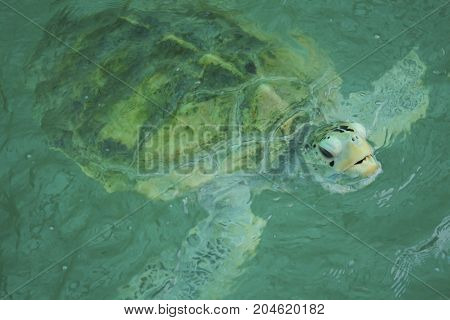 Giant sea turtle is swimming in a turtle conservation tank.