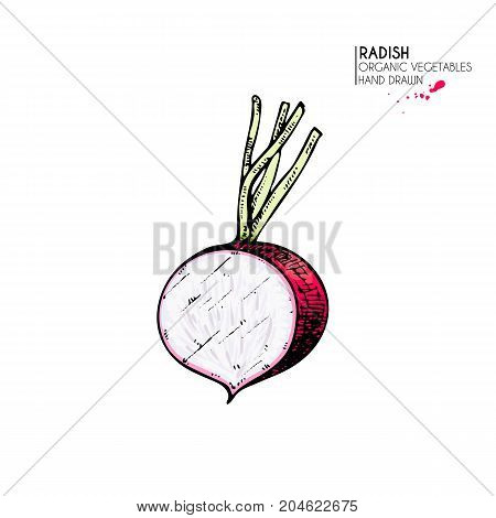 Vector hand drawn set of farm vegetables. Isolated half radish. Engraved colored art. Organic sketched vegetarian objects. Use for restaurant, menu, grocery, market, store, party, meal