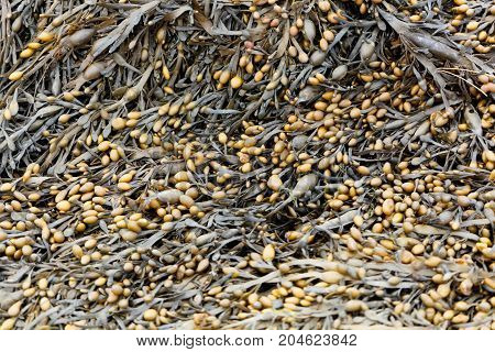 Leaves Of Norwegian Kelp (ascophyllum Nodosum)