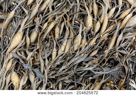 Leaves Of Norwegian Kelp (ascophyllum Nodosum)